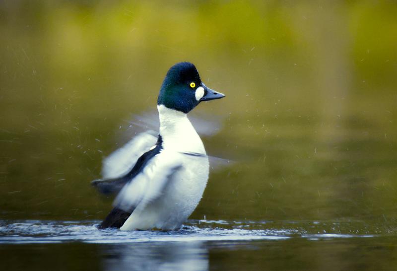 A common goldeneye drake flapping its wings on the water