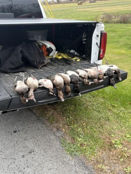 Ducks and geese lined up on a tailgate after a hunt