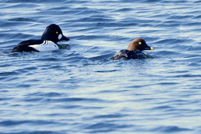 A pair of goldeneye ducks swimming on choppy blue water