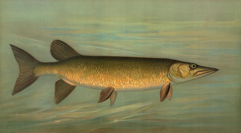 Painted illustration of a muskellunge with dark bars along its side