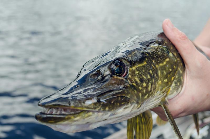 Angler holding a northern pike up close, its toothy jaw and spotted side in view