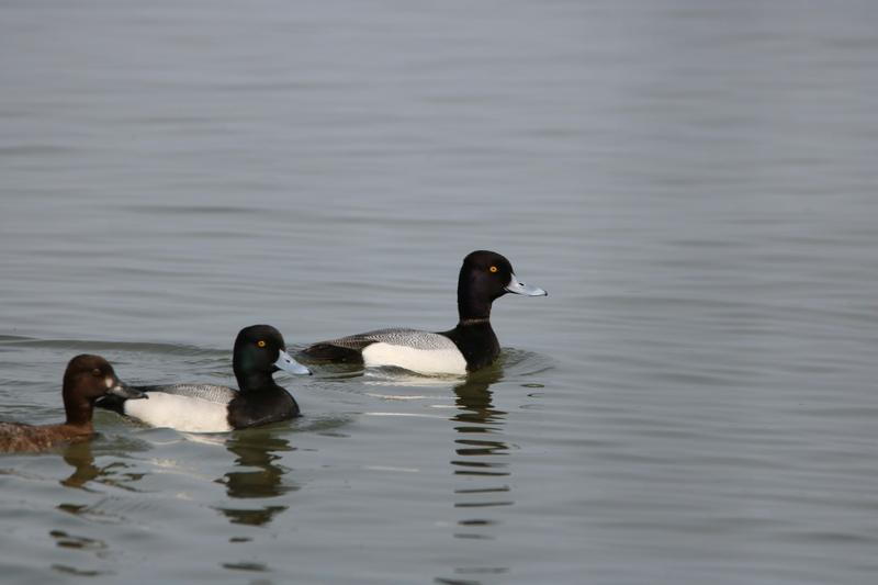 Scaup, also called bluebills, swimming on calm gray water