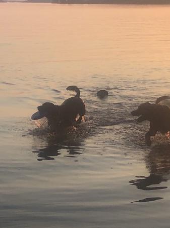 Two retrievers swimming in calm water at sunset