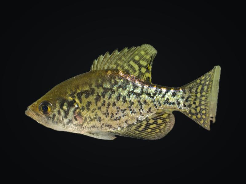 Black crappie covered in black speckles