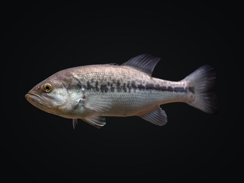 Largemouth bass showing its dark side stripe and big jaw