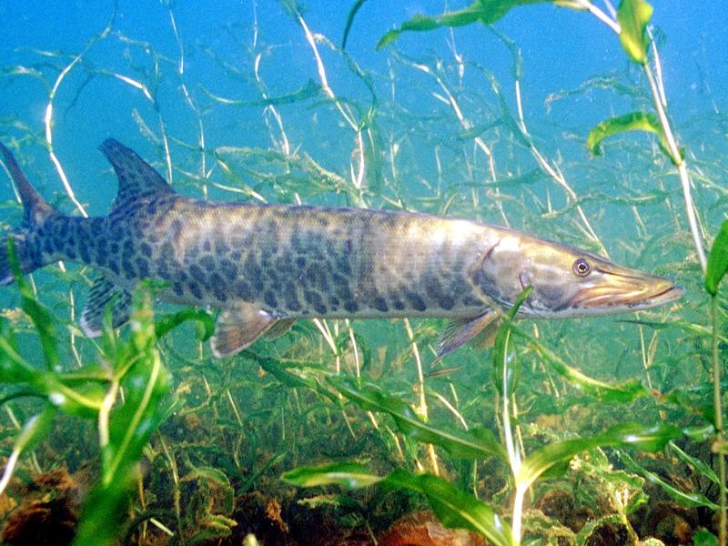 A muskellunge cruising through a weed bed