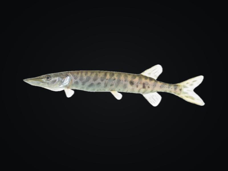 Muskellunge with dark spots on a light body and pointed tail lobes