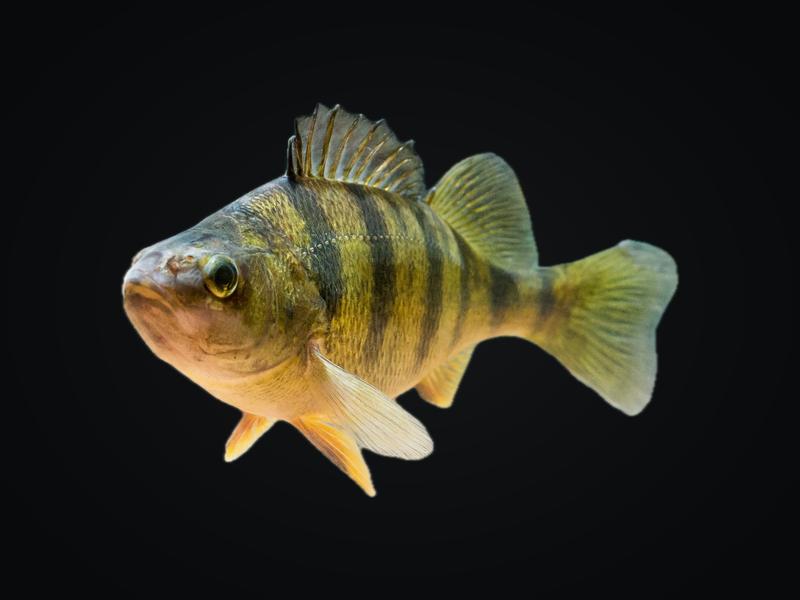 Yellow perch with dark vertical bars and orange fins