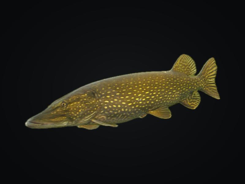 Northern pike with rows of pale bean-shaped spots