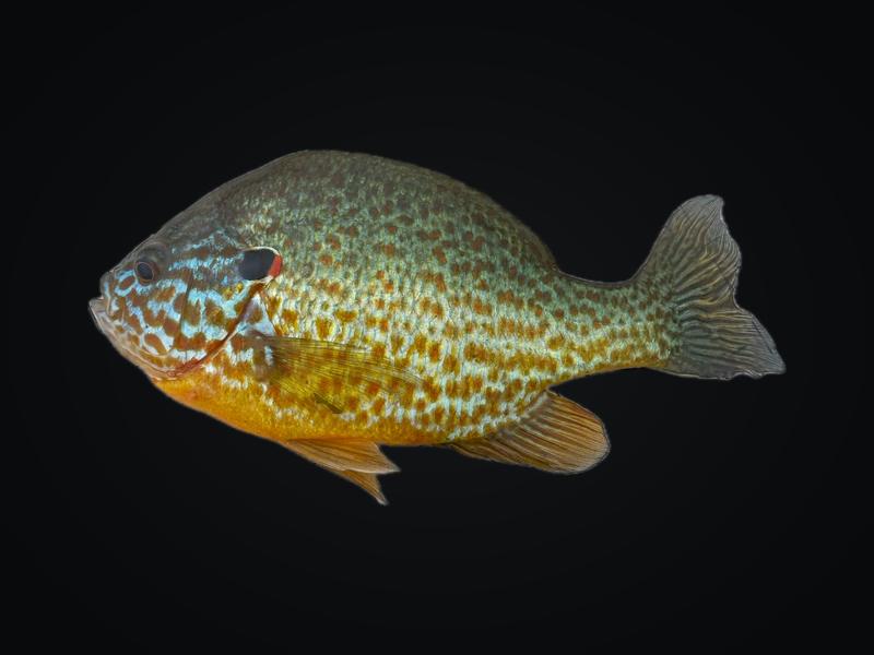 Pumpkinseed sunfish with an orange belly, blue face lines, and red ear spot