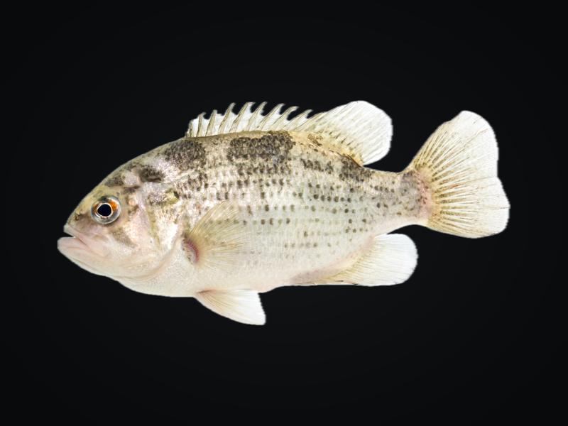 Rock bass with rows of dark spots and a red eye