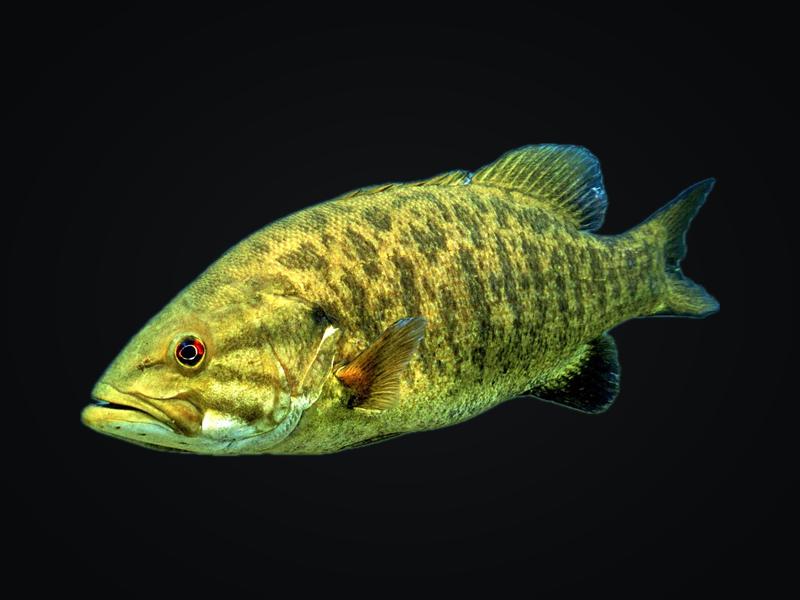 Smallmouth bass with bronze body, dark bars, and red eye