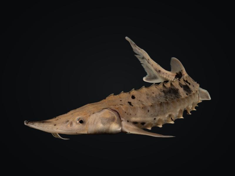 Lake sturgeon with a pointed snout and rows of bony plates