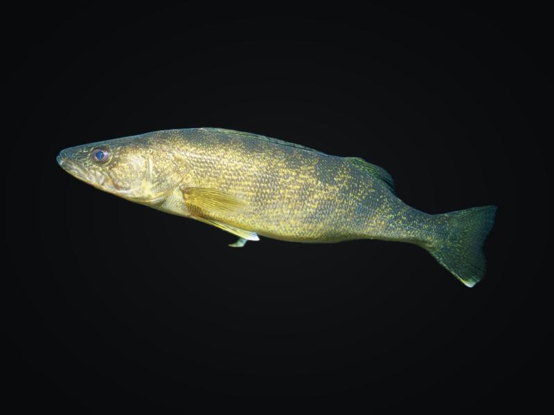 Walleye with a golden body and large glassy eye