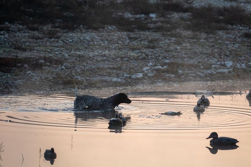 A retriever swimming among ducks at dawn