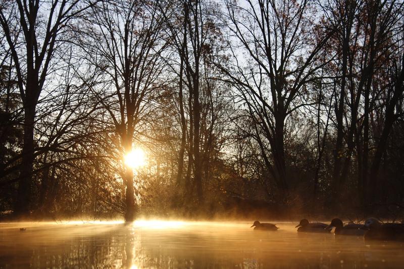 Ducks resting on misty water at sunrise