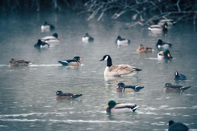 Mallards, wood ducks, and a Canada goose swimming on calm water