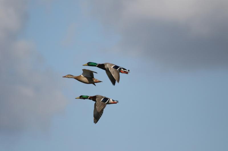 Three mallards flying against the sky